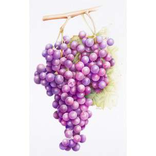 b - amazing grapes